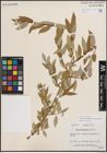 Foto von Salix eriocephala var. mackenzieana (Hook.) Dorn